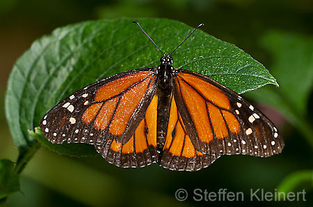 114 Monarch - Danaus plexxipus